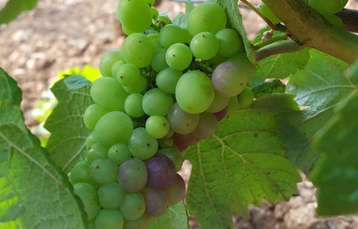 Visite dégustation : Domaine Henri Naudin-FERRAND 1,00 €
