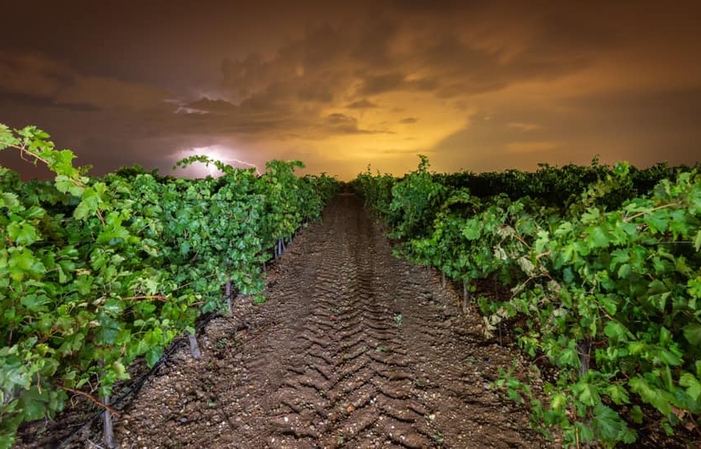 Dégustation Verticale de Finca Montepedroso (3 millésimes) 17,36 £GB