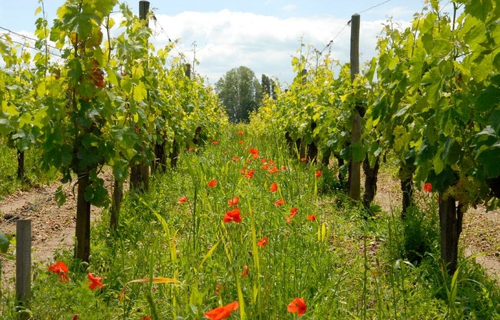 Visite au Château GOMBAUDE GUILLOT à Pomerol 33,13 $AU