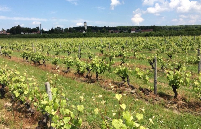 Visite et dégustation avec bouteille à la clé 10,00 €