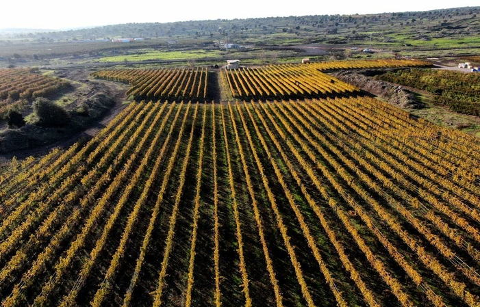 Visit Of Golan Heights Winery 1,00 €