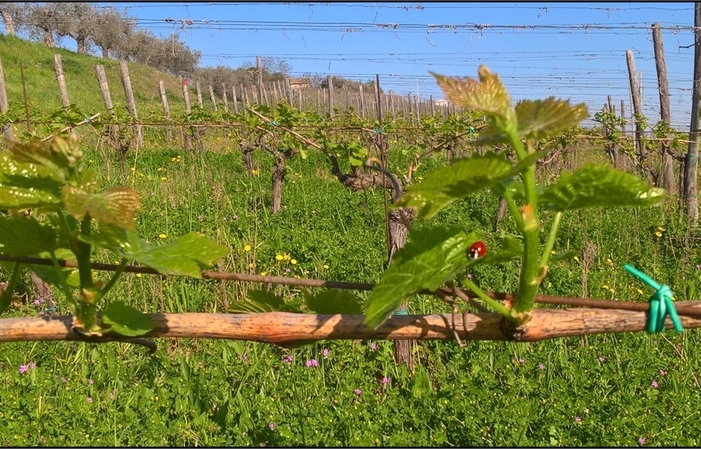 Visite et dégustations au Faraone Vini 1,00 €