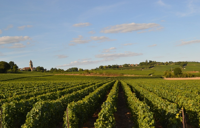 Visite Du Domaine Champagne Bruno Ploix 1,00 €