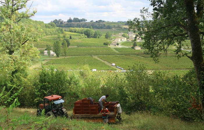 Visite et Dégustation : de la vigne au chai au Château Bernateau 10,00 €