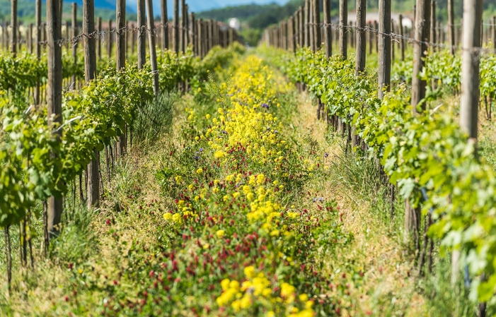 Gastronomie et vins avec Toblino 70,00 €