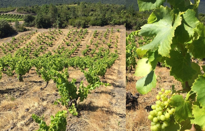 Visite domaine de Vénus 1,00 €