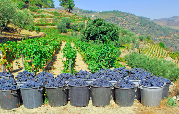 Détendez-vous Douro: Profitez de la vallée 100,00 €