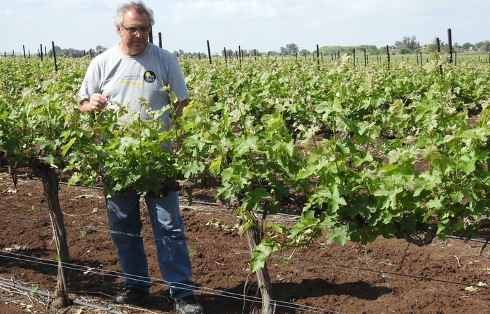 Visit Of Golan Heights Winery 1,00 €