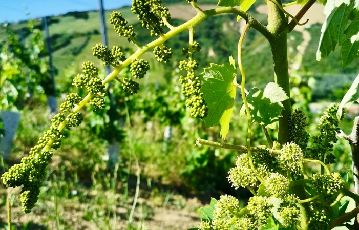 Visite et dégustaions au Francesco Cirelli Wines 1,00 €