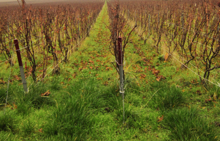 "Promenons-nous dans les vignes" cet été ! 15,00 €