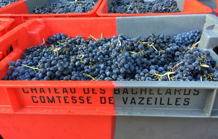Pique-nique dans les Vignes au Château des Bachelards 32,85 $