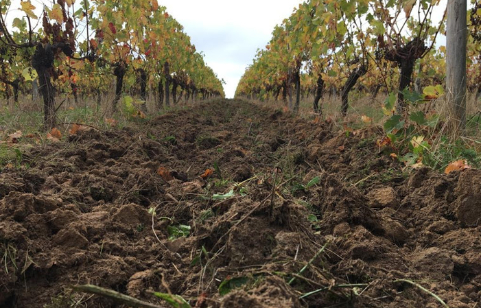 Visite du Domaine et Dégustation 1,00 €