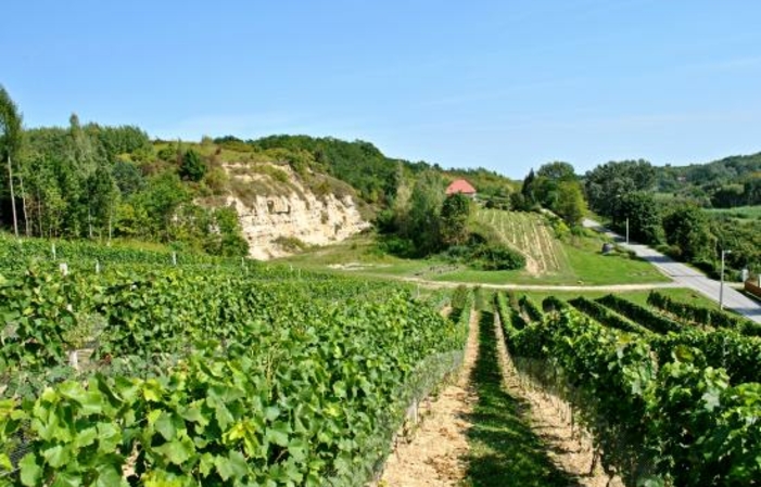 Visite du vignoble et de la cave - Winnica Sandomierska 3,00 €