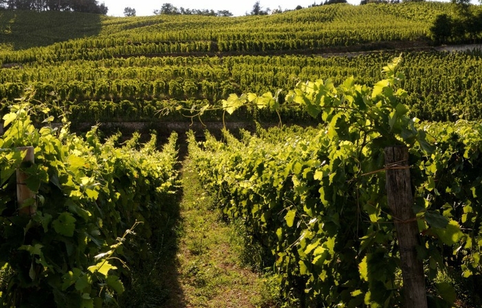 Visite et Dégustation au Domaine du Coulet 1,00 €