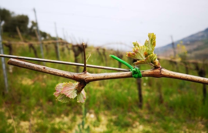 Visite et dégustaions au Francesco Cirelli Wines 1,00 €