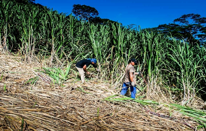 Visite et  dégustations de la distillerie  Mana'o Tahiti 1,00 €