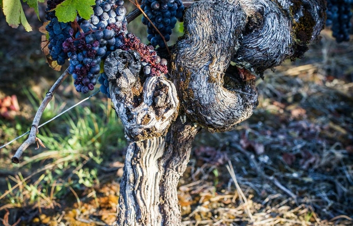 Visite et dégustations du vignoble saby 5,00 €