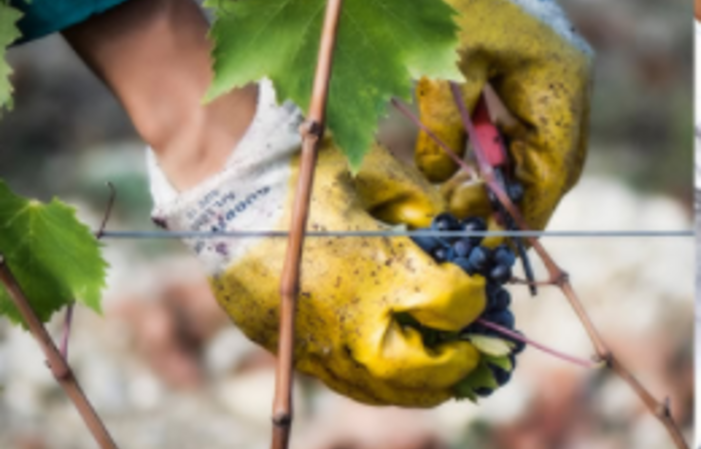 Visite Du Domaine Agricole De San Felice 1,00 €