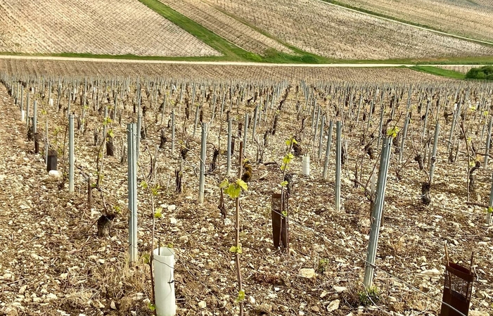 Dégustation au caveau du domaine Gueguen 5,00 €