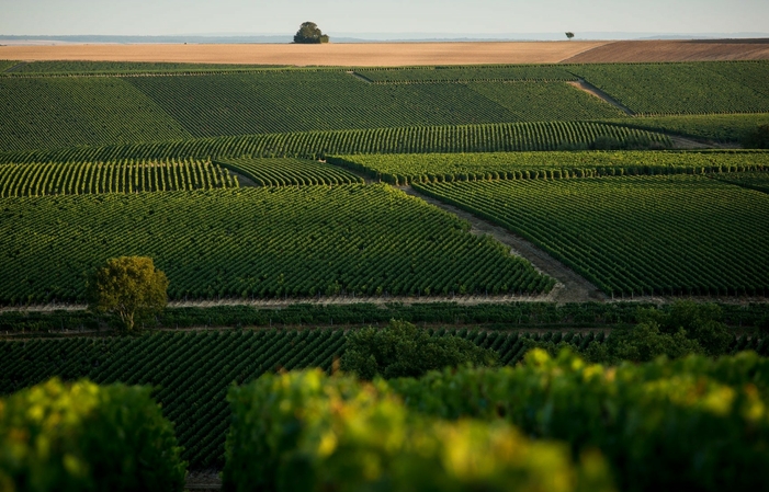 Vignoble ANGST : Description du terroir de l'Yonne et Dégustation 5,00 €