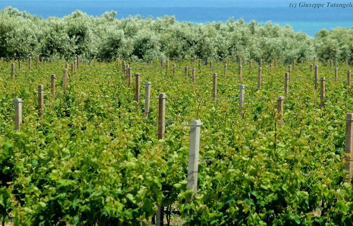 Visite et dégustation au  Stefania Pepe..Vini Bio & Dinamici Azienda Agricola 1,00 €