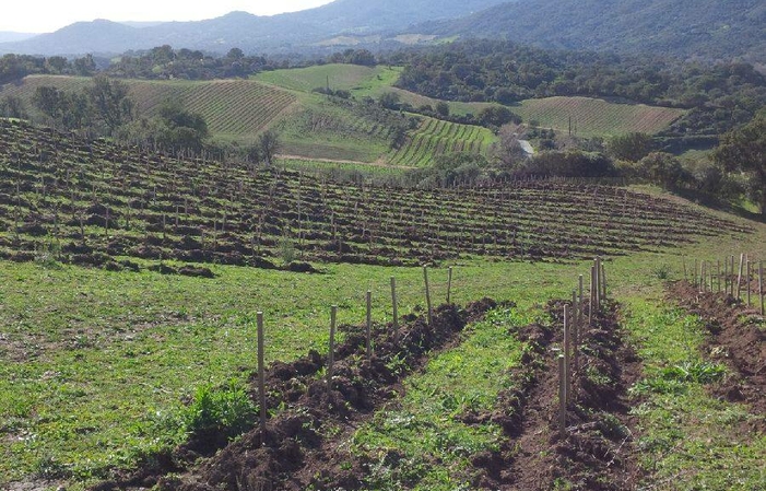 Visite et dégustations au Domaine Comte Abbatucci – Vignoble 1,00 €