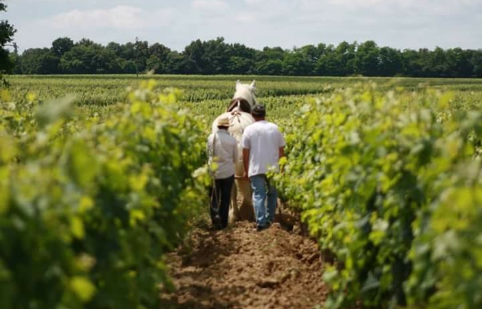 A la découverte de la viticulture Biologique 10,00 €