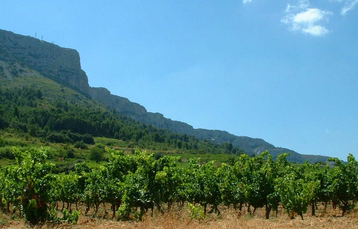 Dégustation des 7 vins naturels du Domaine blancs rosé rouges vins doux naturels avec assiette gourmande 15,00 €