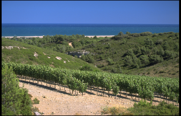 DECOUVERTE GASTRONOMIQUE DES CRUS DU LANGUEDOC 490,00 €