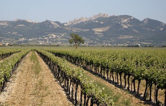 Visite et dégustation Domaine Martin 1,00 €