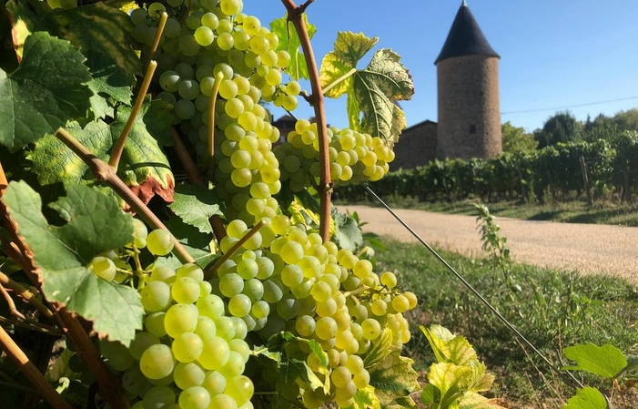 Visite et dégustations au Château de Chasselas 35,00 €