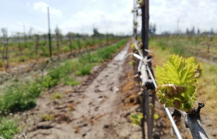 Dégustation au Domaine King's Court 8,20 €