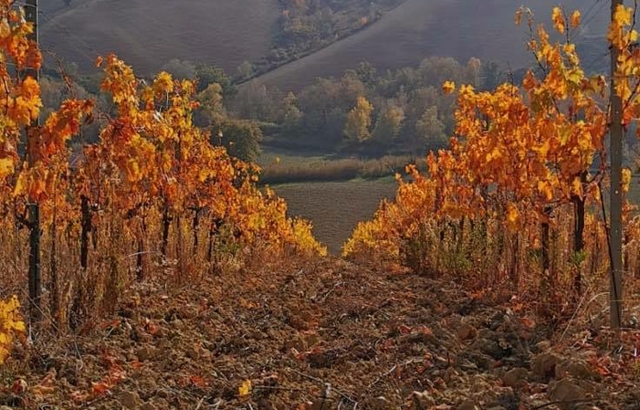 Visite et dégustaions au Francesco Cirelli Wines 1,00 €