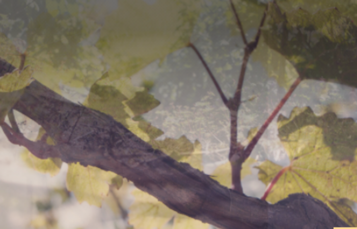 Visite Du Domaine Champagne René Prévot 1,00 €