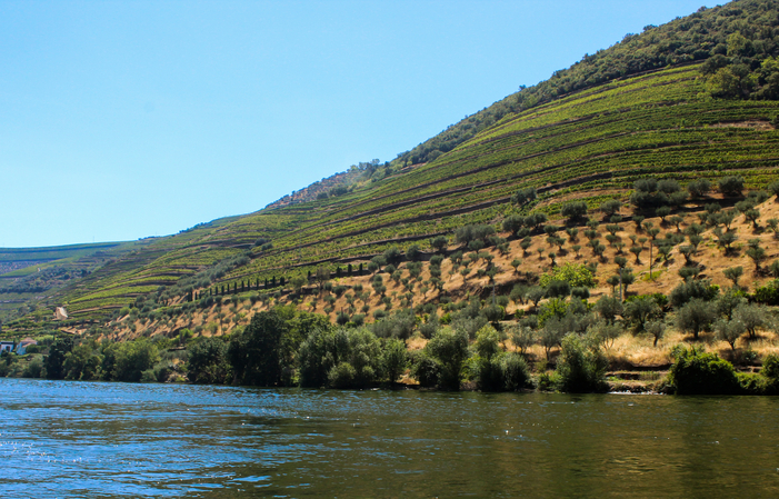 Winetour: Journée dans le Douro: 2 vignobles 100,00 €