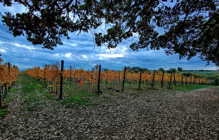 Visite et dégustations à la Cantina Rapino 1,00 €