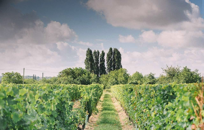 Promenade dans les vignes en calèche depuis le Domaine de Noiré 40,00 €