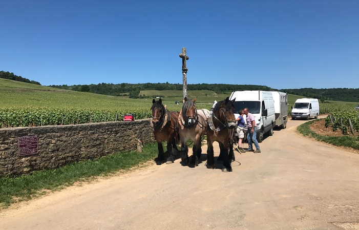 Full Day Côte de Beaune et Côte de Nuits 274,88 CHF