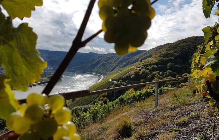 Visite domaine Weingut Didinger 5,00 €