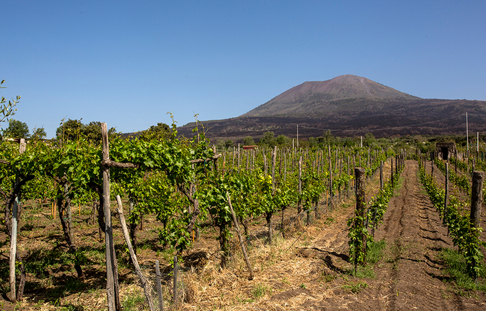 Dégustation de vins biologiques avec déjeuner sur le Vésuve 28,00 €