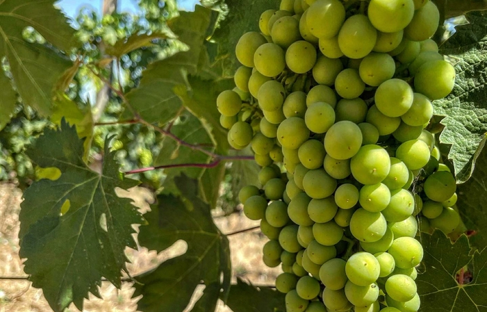 Visite et dégustations à la Cantina bossanova 1,00 €