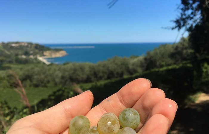 Visite et dégusations au Vini Olivastri Tommaso 1,00 €