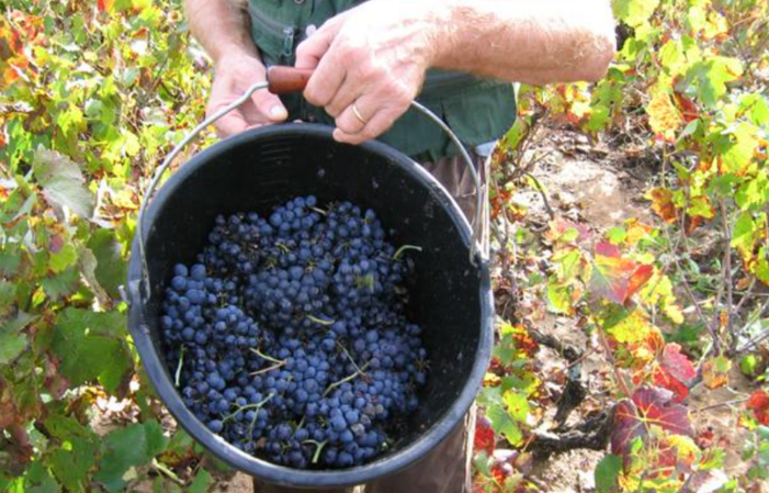 Visite Du Domaine père Guillot 1,00 €