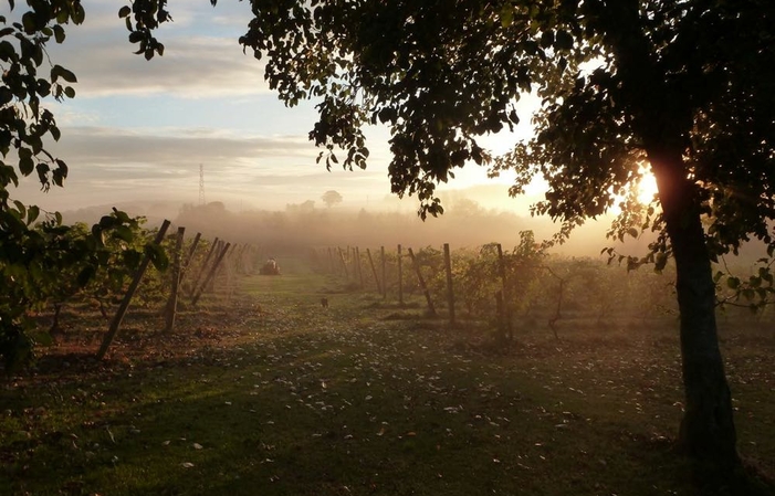 Visite et Dégustation - Oatley Vineyard 1,00 €