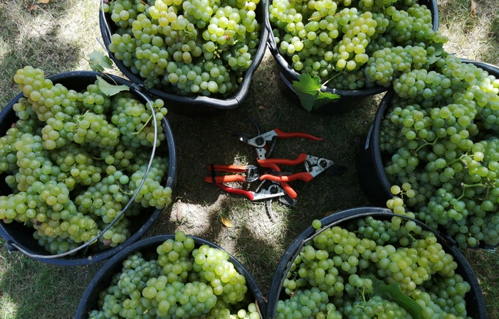 Visite de Crama Ferdi Winery 10,00 €