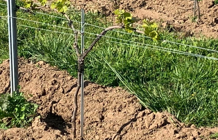 Visite et dégustations au Domaine Comte Abbatucci – Vignoble 1,00 €