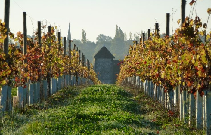 Visite Domaine de Bellevue à Saint Pourcain 5,00 €