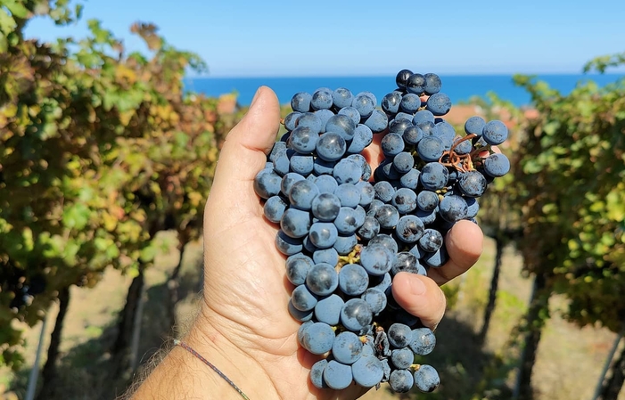 Visite et dégustations à la Cantina Rapino 1,00 €