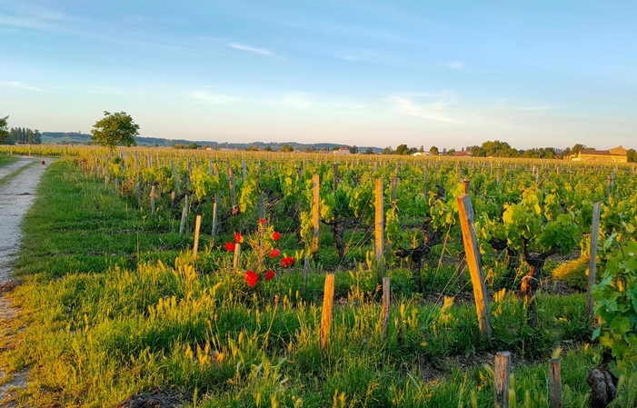 Selezione di Bordeaux: Château Les Cabannes Wines Gratuito