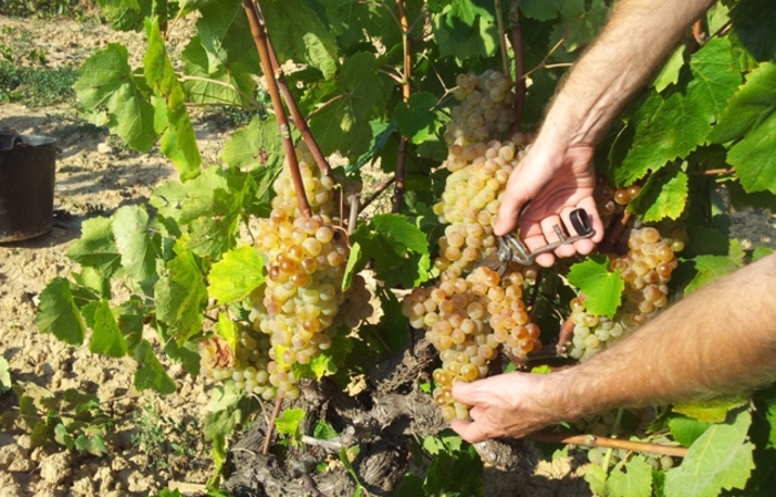 Bodega Vinos y Cavas Cusco Berga 25,00 €